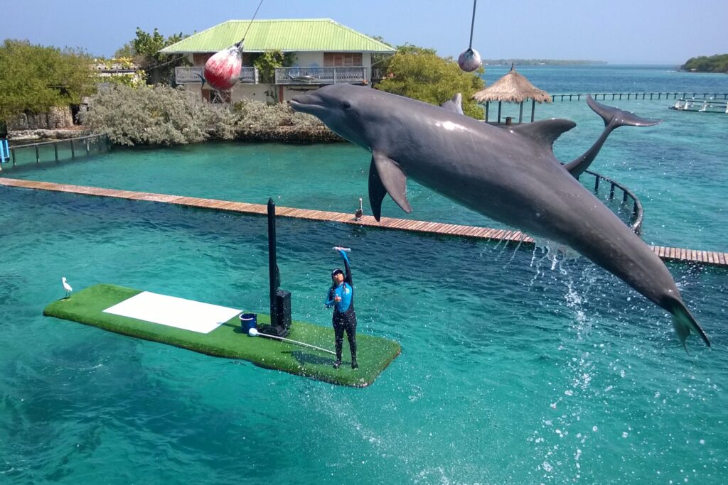 Dolphin jumping at the Oceanario with trainer looking from below